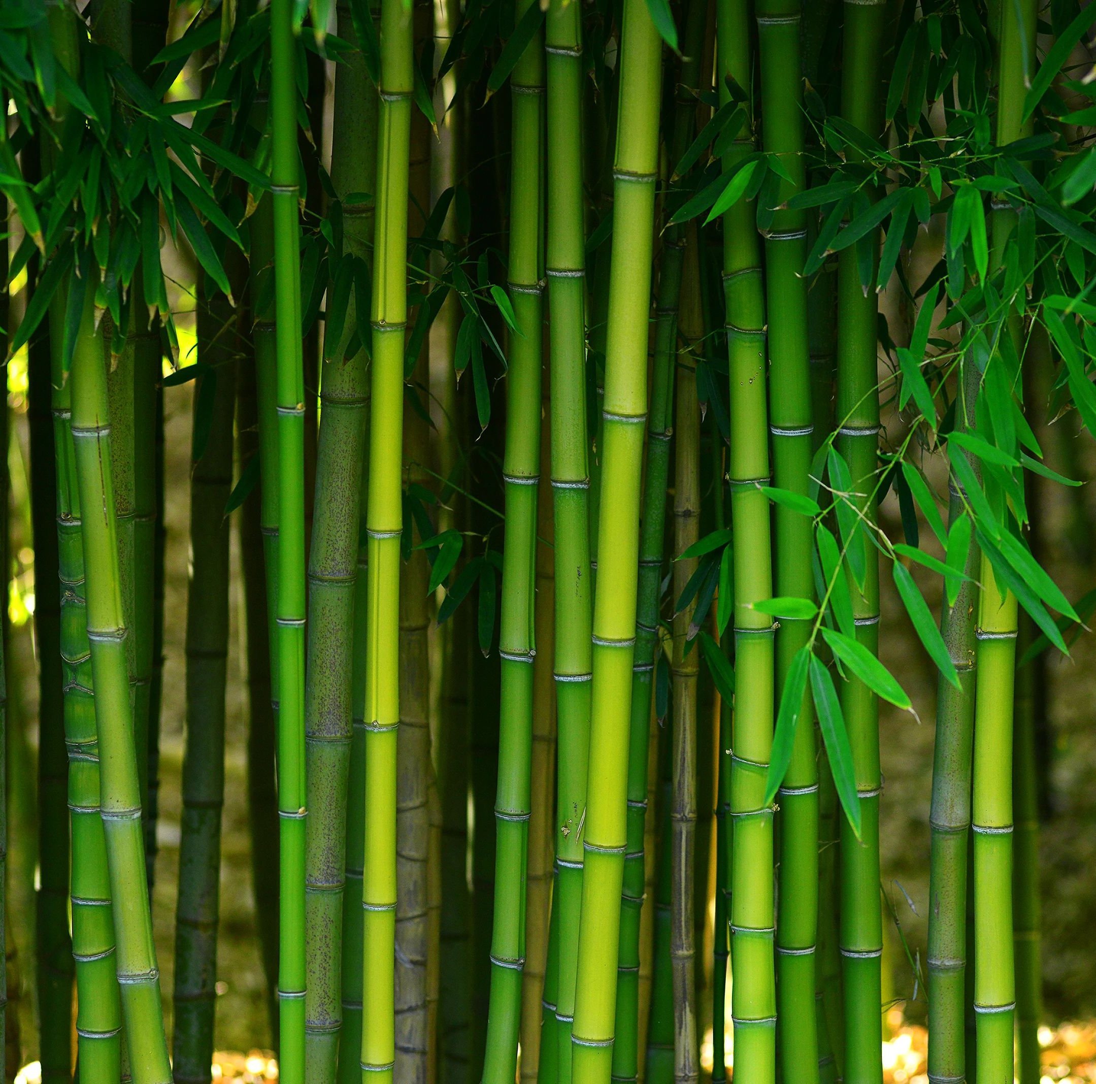 bamboo forest